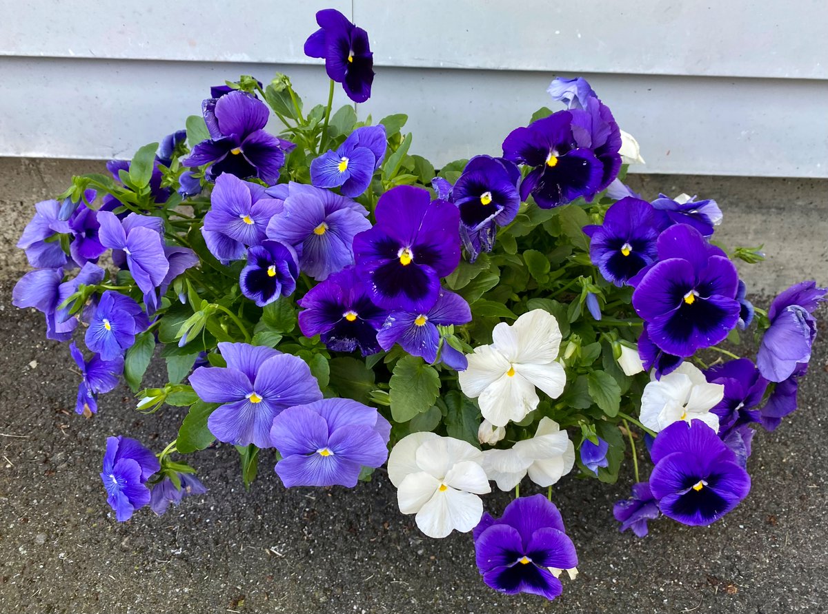 Pansies