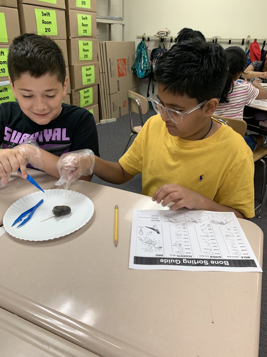 Corey Swift (@mscoreyswift) on Twitter photo The 5th graders loved dissecting owl pellets after diving deeper all into food chains. Thank you to <a href="/HTHTscience/">High Touch High Tech</a> for coming in and providing this STEAM lesson for our students! <a href="/CowlishawKoalas/">Cowlishaw Elementary School</a> 🐨 #steam The 5th graders loved dissecting owl pellets after diving deeper all into food chains. Thank you to <a href="/HTHTscience/">High Touch High Tech</a> for coming in and providing this STEAM lesson for our students! <a href="/CowlishawKoalas/">Cowlishaw Elementary School</a> 🐨 #steam