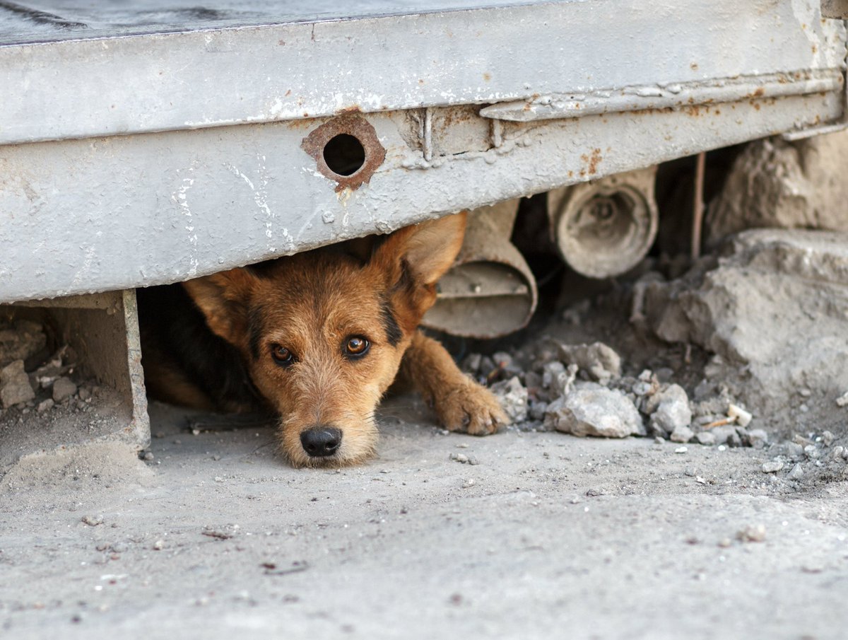 Al regalar un cachorro, parece que se está regalando amor, ternura y un animal muy pequeñín. Sin embargo ese cachorro crecerá y se convertirá en un perro adulto. Más de la mitad de los cachorros que se regalan son abandonados antes de que cumplan su primer año de vida.