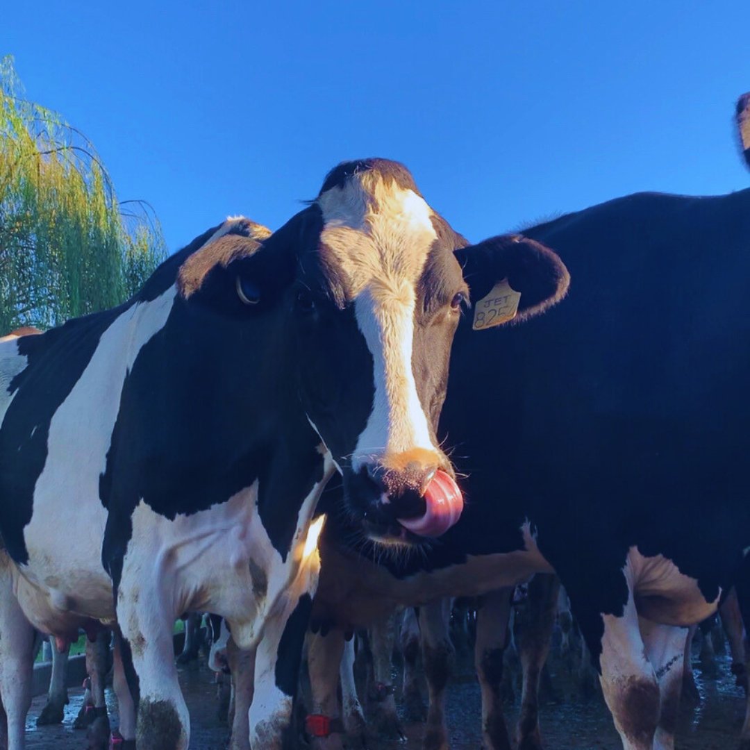 Are you ready for the <a href="/MilkMpo/">MPO - Milk Producers' Organisation</a> #SALargeHerdsConference this weekend <a href="/MillionThrills/">Sun International</a> Sun International Board Walk Hotel in Gqeberha (PE)?