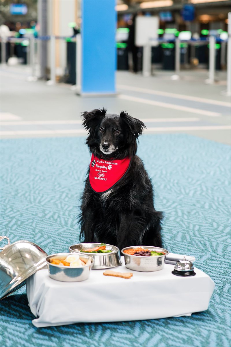 Our friends at @FairmontYVR have launched their brand new dog packages! With special dog-friendly menu items, a few of our @SJA_Canada LASI dogs naturally had to go for a visit and test everything out. Their review? Two paws up.