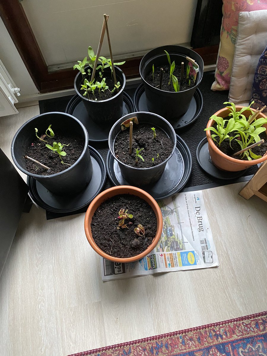 Tuinvrouwe's tweet photo. De #planten zijn naar binnen #gevlucht voor de #slakken https://t.co/aQpxuZMWkc