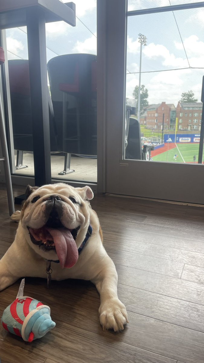 Found a cool spot to watch @LATechBSB at the @ConferenceUSA tournament #mascot