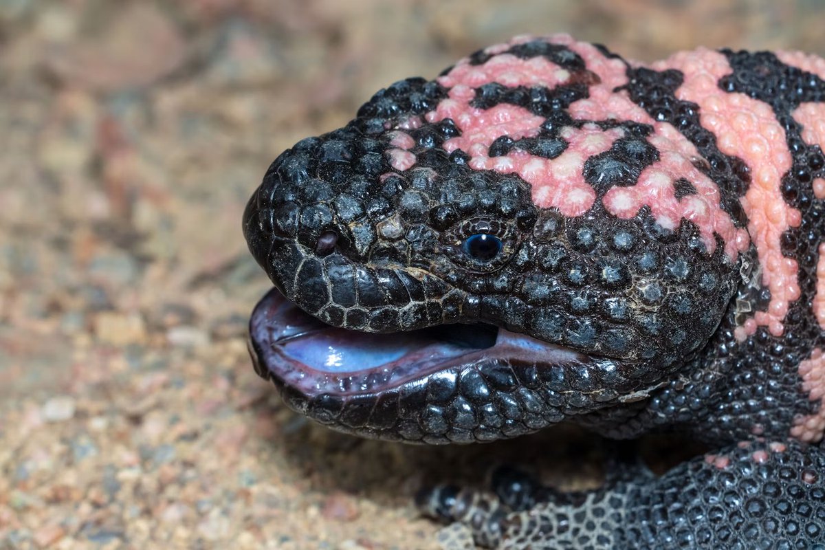 NephMadness 2024 has come and gone. Learn more about this year's winning team: the Gila Monster bit.ly/3UTVc0A #NephMadness