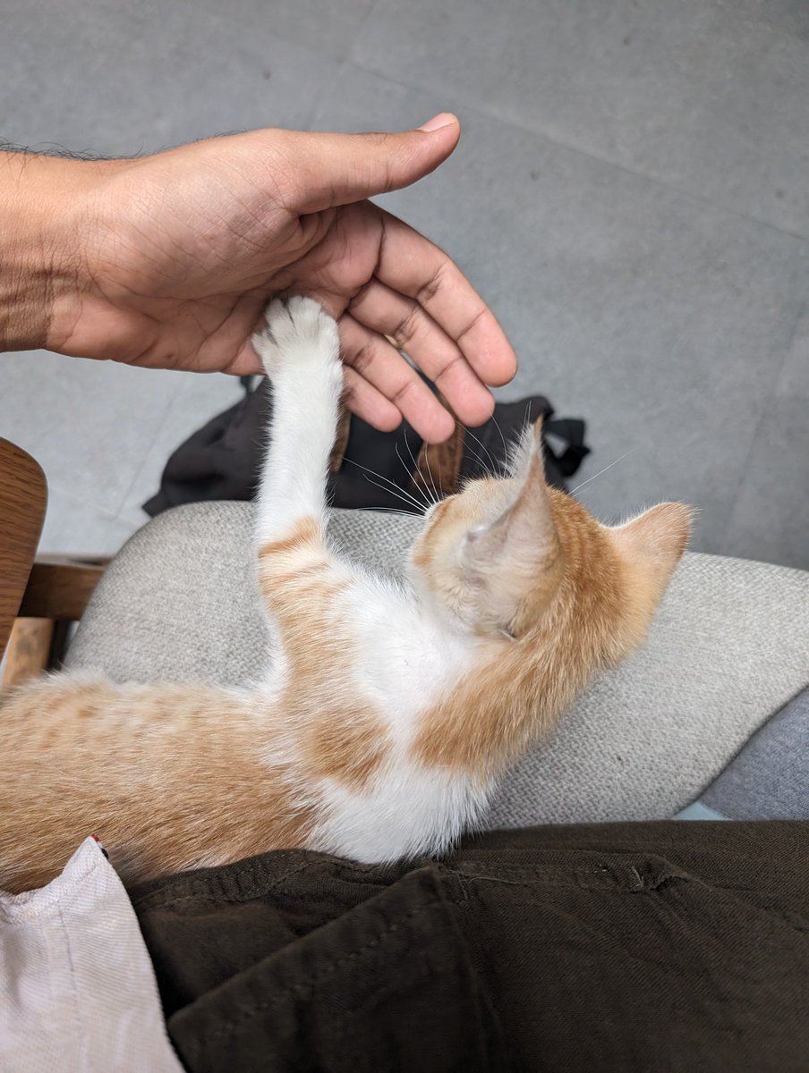 agar_arpit's tweet photo. The Blue Tokai at Koramangala has smol cute cattens and they randomly will climb on your chair to high five you, it's the best! 5 stars ⭐ https://t.co/6KrM2H7hSs