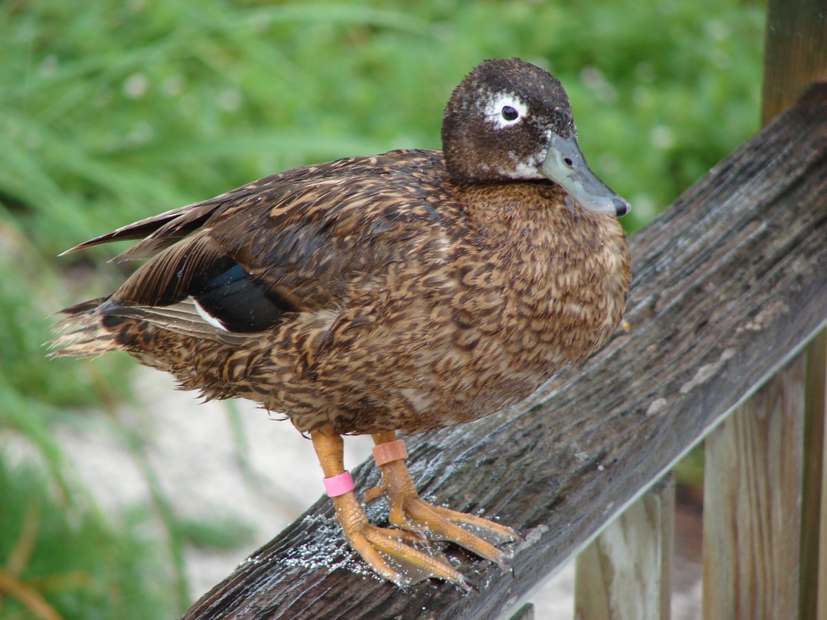 Feather corticosterone is lower in translocated and historical populations of the endangered #Laysan duck ow.ly/uVBb50RQNlL #ProcB #Ecology #BiologicalApplications