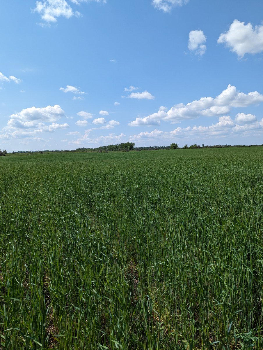 AgroAnnika's tweet photo. Rye, hairy vetch, and red clover cover crop data collection is my favorite, so far! This wet spring we are having in the Red River valley has allowed this farmer to leave their cover crops to grow until late May and plant green! https://t.co/Lo1KF4SQJH