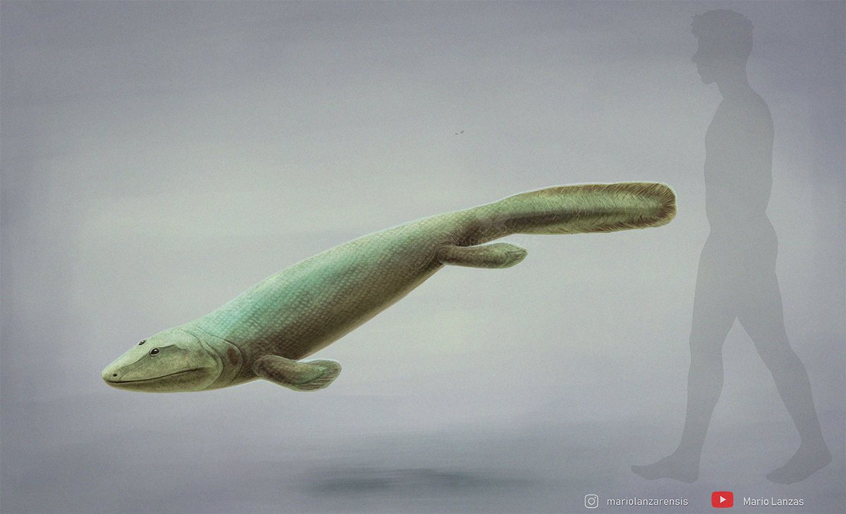 mariolanzas5's tweet image. TIKTAALIK #tiktaalik #paleoart #devonian #grandpa