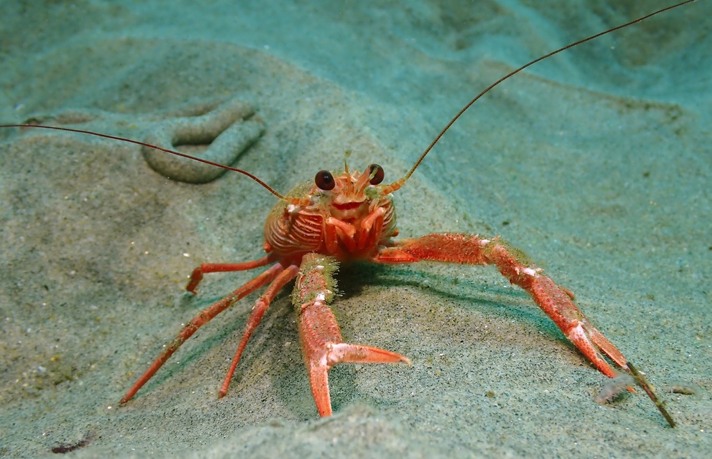 Our face when we realize it's Friday 🥹 How cute is this smiling #TunaCrab? 📸: Charlotte Seid, manager of the Benthic Invertebrate Collection at Scripps Oceanography If you're curious about more benthic invertebrate critters, dive into the collection! bit.ly/3WMqNEc