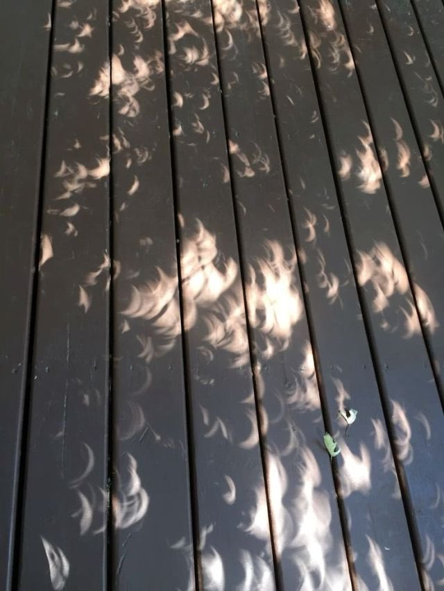 Tree shadows during a solar eclipse