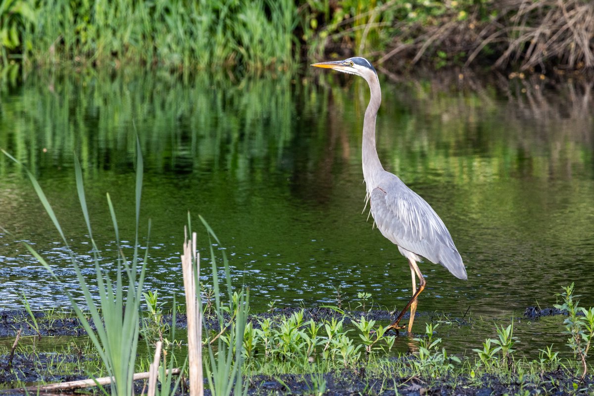 And then I coughed and they flew away @every_heron