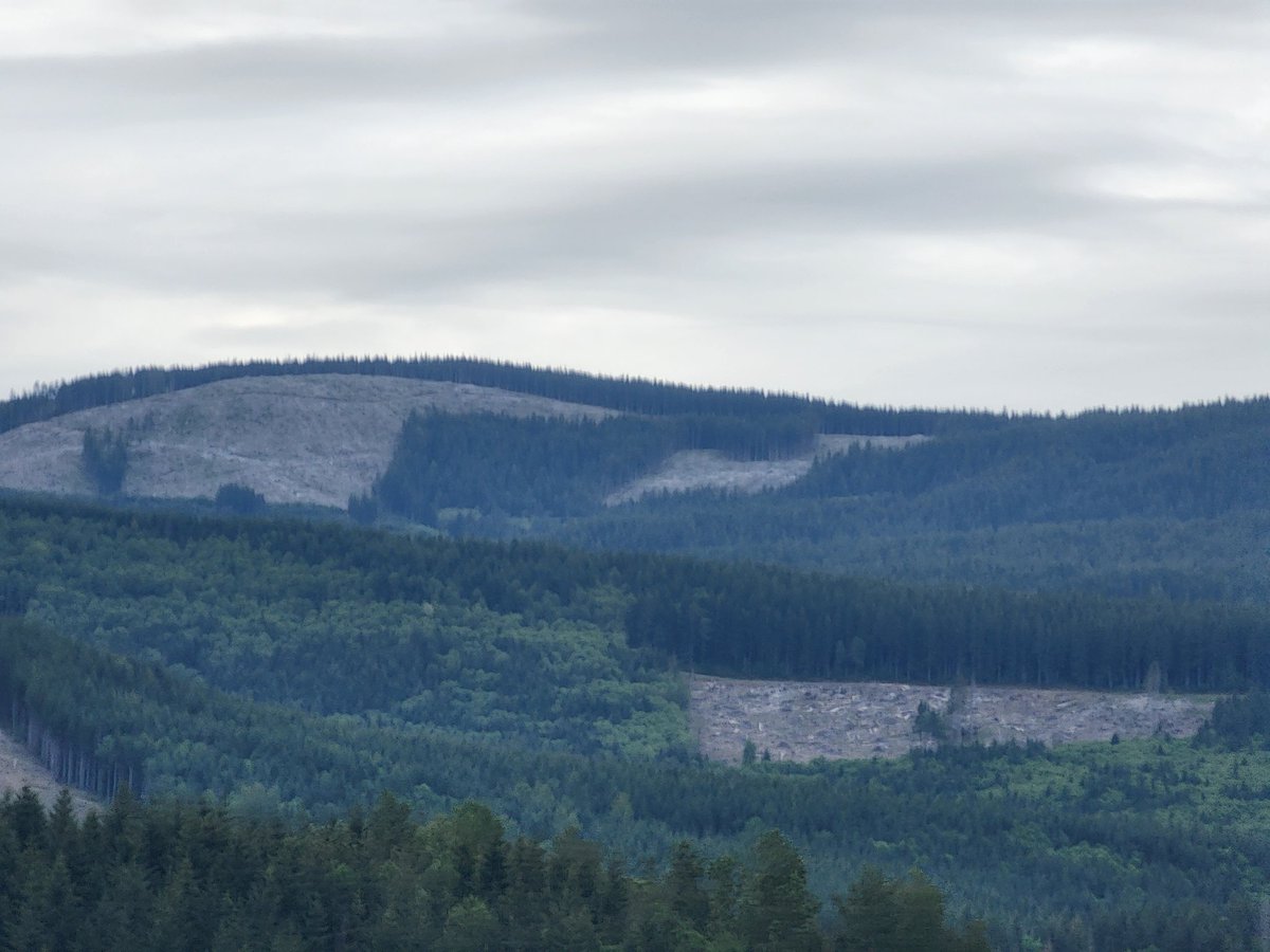 New ecocide and landscape uglifucation in the Toutle Mountains, courtesy of @waDNR @Hilary_FranzCPL 🤬

#stopthechop #publiclands #ForestryReformNOW