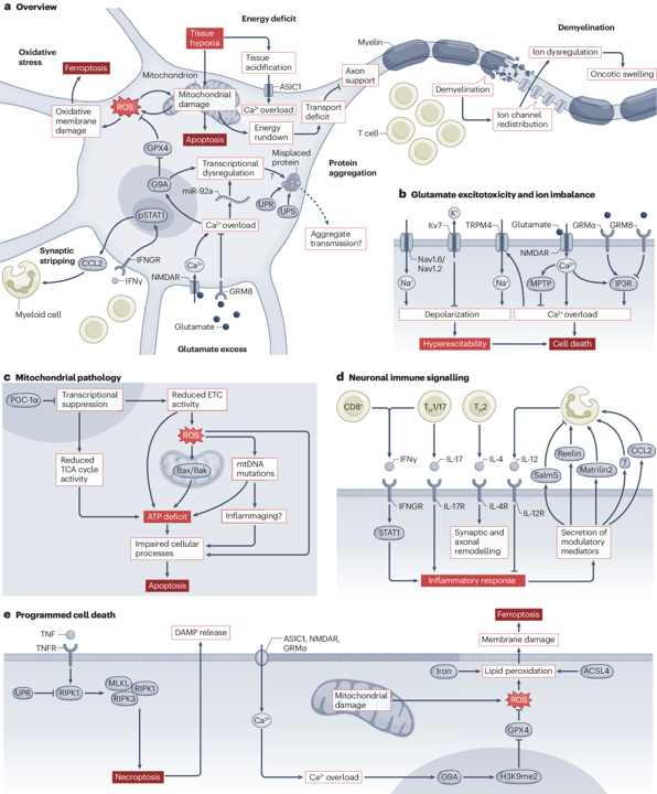 Nature Rev Neurosci (@natrevneurosci) on Twitter photo The neuropathobiology of multiple sclerosis — a Review by Marcel S. Woo, Jan Broder Engler & Manuel A. Friese
<a href="/ManuelFriese/">Manuel Friese</a> <a href="/JanBroderEngler/">Jan Broder Engler</a> <a href="/woo_marcel/">Marcel Seungsu Woo</a>
go.nature.com/3wOzsv2 The neuropathobiology of multiple sclerosis — a Review by Marcel S. Woo, Jan Broder Engler & Manuel A. Friese
<a href="/ManuelFriese/">Manuel Friese</a> <a href="/JanBroderEngler/">Jan Broder Engler</a> <a href="/woo_marcel/">Marcel Seungsu Woo</a>
go.nature.com/3wOzsv2