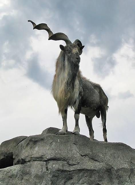 🐐 In accordance with a UNGA resolution, today marks the International Day of the Markhor, which has special significance for Pakistan🇵🇰.

❗️The Markhor is an iconic endangered species. Its conservation is critical for regional ecosystems, tourism and economic development. ✨
