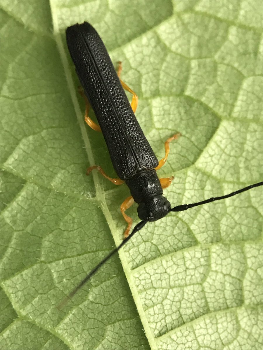 New to UK longhorn beetle Oberea linearis!
Native to continental Europe. Presumably imported. Life cycle 2 years in hazel twigs.

Hackney Marshes seems to be a good place to find new species of longhorn.

#LonghornBeetles 
#cerambycidae #lamiinae #oberea #oberealinearis