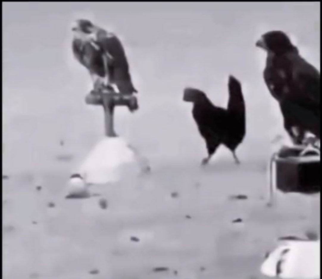 كنت احسبك  صقر فوق راس مرقاب 
أثرك دجاجه وقت الشدايد . طقوعي