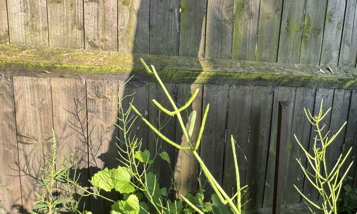 Orange-tip caterpillars spotted in my Wild Space in the garden #WildSpace @savebutterflies @BedsNthantsBC @missingmass1