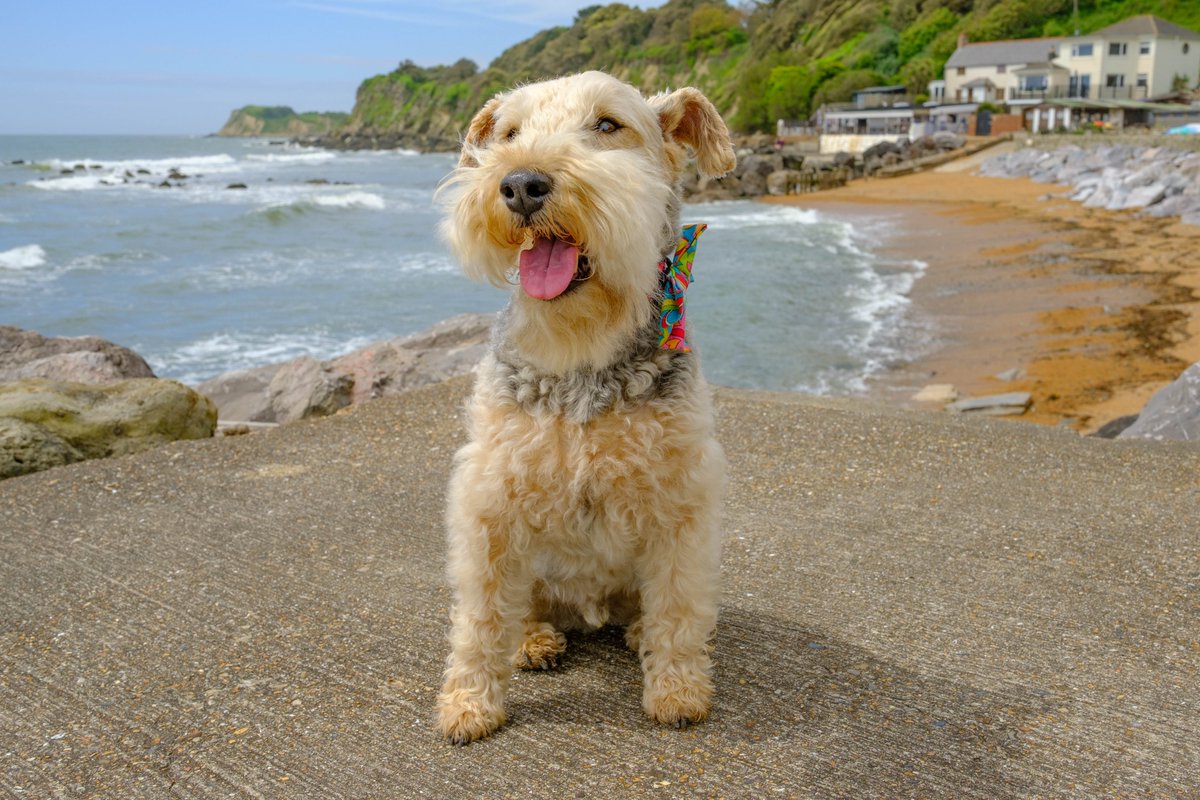 So continue my virtual tour of my holibob adventures on the Isle of Wight! After the @iowdonkeys I went to the most beautiful cove on the Island - Steephill Cove. You get to it by paw via the Ventnor Botanic Garden (@Ventnor_Botanic). @isleofwightuk @Isleofwight
