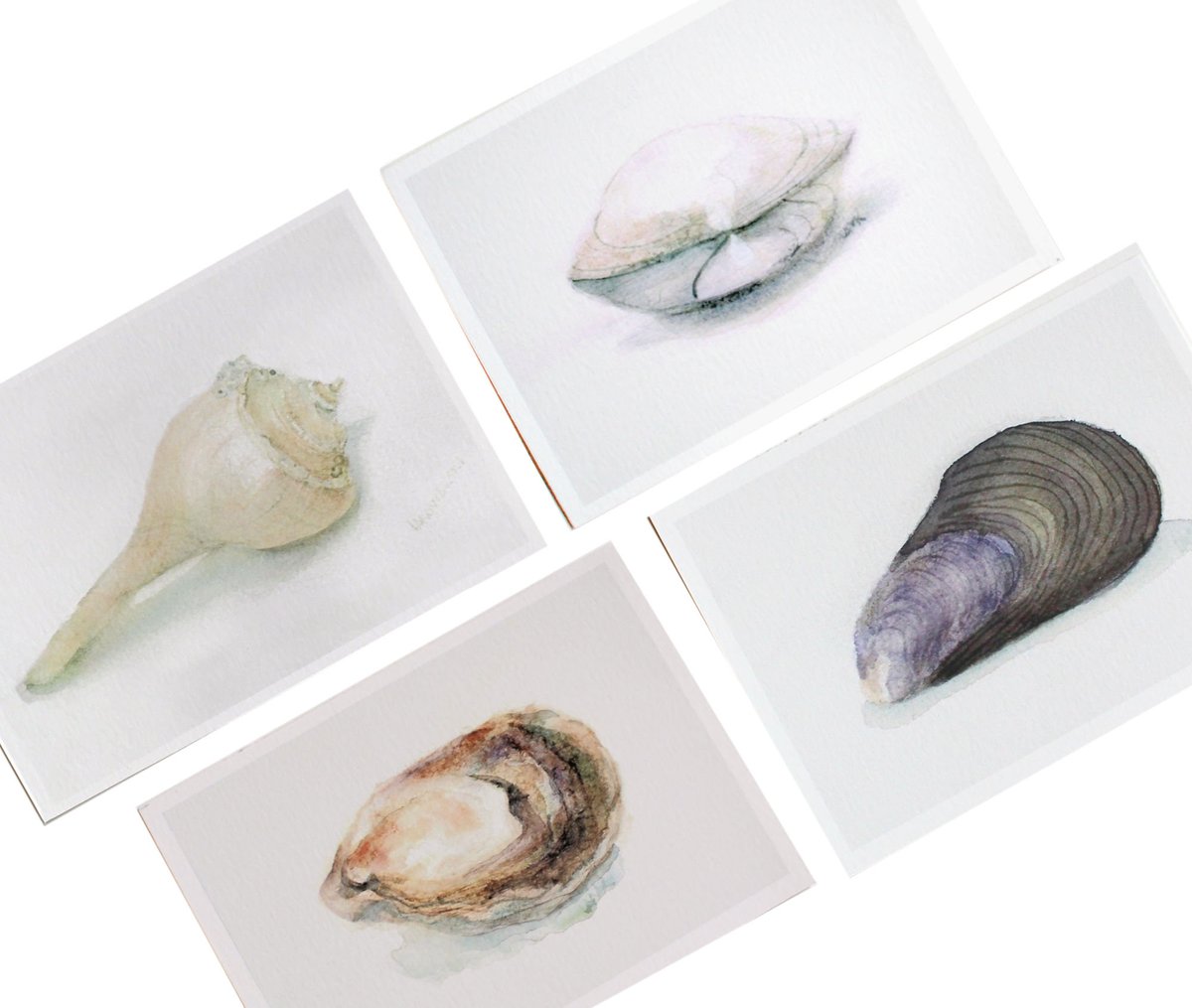 Nice Selection of Seashell Watercolor Prints #beachdecor #watercolor #artprints #wallart #walldecor #seashells #beach #shore #seashore #beachhouse #SycamoreWoodStudio #SMILEtt23 #shopsmall #supportsmallbusiness sycamorewoodstudio.etsy.com/listing/146577…