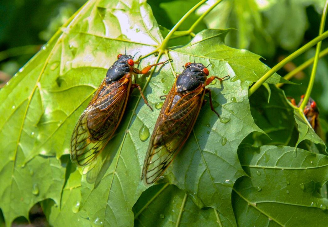 widatcp's tweet photo. This month, periodical cicadas emerge in southern Wisconsin and in southcentral Illinois. Cicadas are harmless to humans and pets. The last time Brood XIII and Brood XIX cicadas co-emerged was 1803 and it won’t happen again until 2245! Learn more: https://t.co/8BaDZfyEsj. https://t.co/JhTsHvXr2o