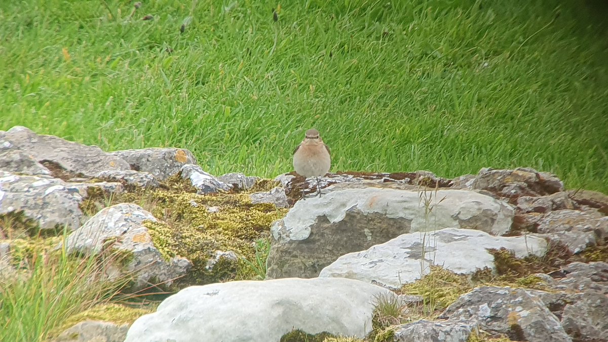 A better morning for migrants at castle hill with hooded crow and spotted flycatcher both new for the year