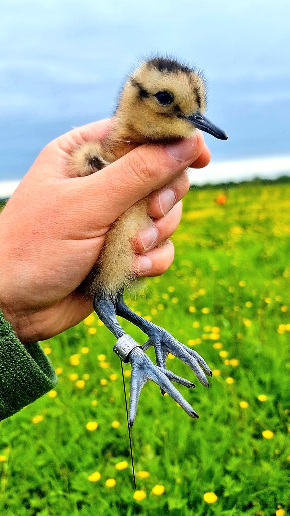 The week in 2 pictures. A week of highs & lows Though nice to see the first chicks #SAVCurlews