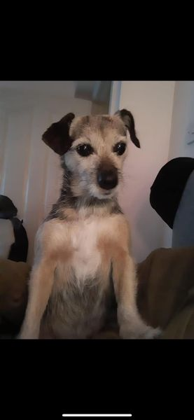 NELLY HOME SAFE. THANKS FOR RT's😊🐕🐾 🆘19 MAY 2024 #Lost NELLY #ScanMe #BTPosse Black /Tan Border Terrier Cross Female #Milnsbridge #Huddersfield #WestYorkshire #HD3 Last seen Manchester Road #Linthwaite running towards Premier Shop area/ Thornton Ross doglost.co.uk/dog-blog.php?d…