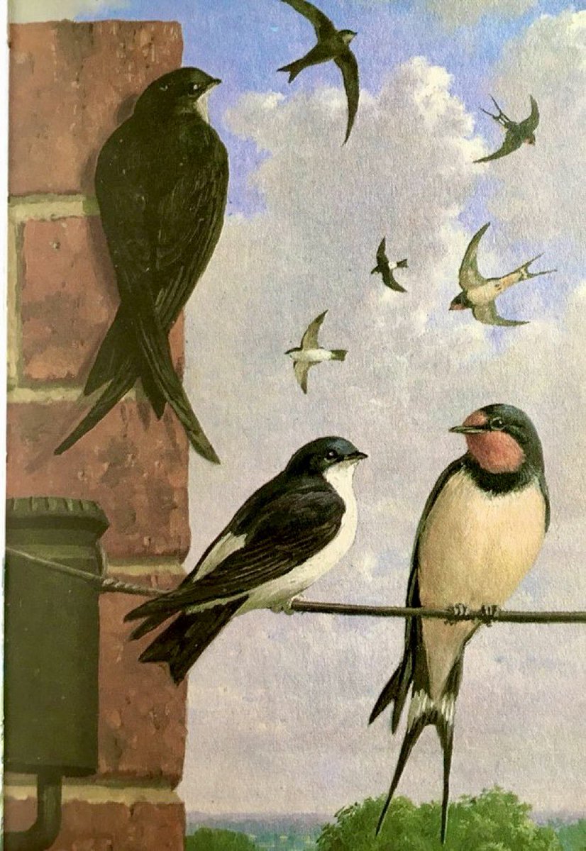 Swift, House Martin, Swallow Artist: John Leigh-Pemberton (1967)