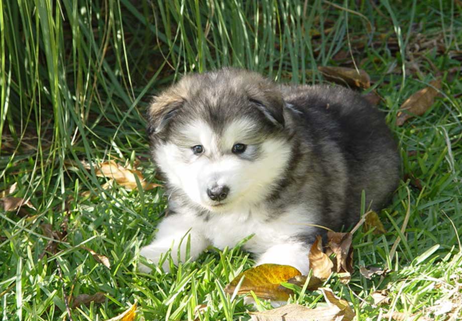 Alaskan Malamute Puppy