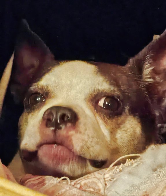 Someone just asked me what a Mogwai was.........because Conan is a fumigation gremlin after midnight