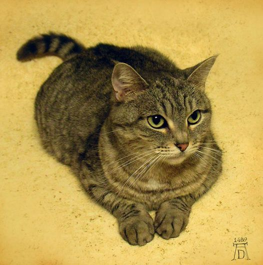 Most impressive Albrecht Dürer (21/05/1471-----06/04/1528) 'El Gato', 1489.