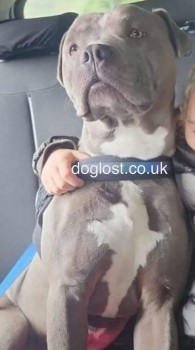 🆘22 MAY 2024 #Lost BALEAU #ScanMe Blue & White Irish Blue SBT Bulldog Cross Male nr Edge Lane/Wavertree Technology Park #Liverpool #L13 Staying with family SIGHTINGS of him running very scared in a very busy traffic area. Poss been picked up☎️07709 180022 doglost.co.uk/dog-blog.php?d…