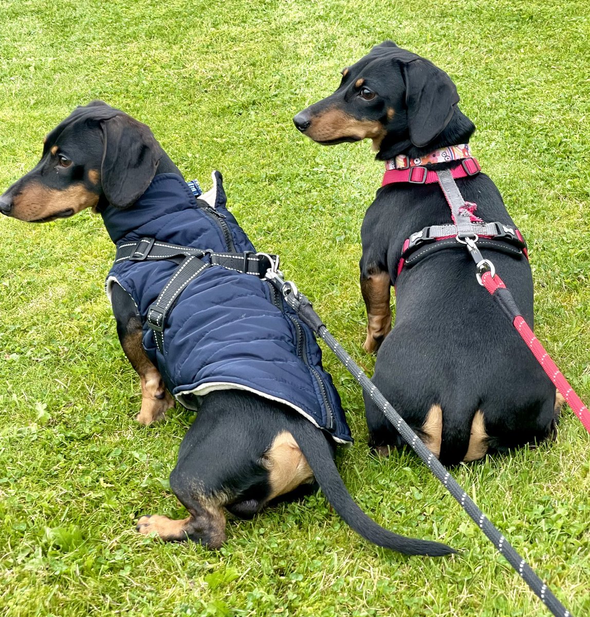 Friday Evening. Fritz 🐾🐾 and Lili 🐾🐾 #Fritz #Lili #Friday #Dachshunds #DogDads #FamilyPets #Siblings