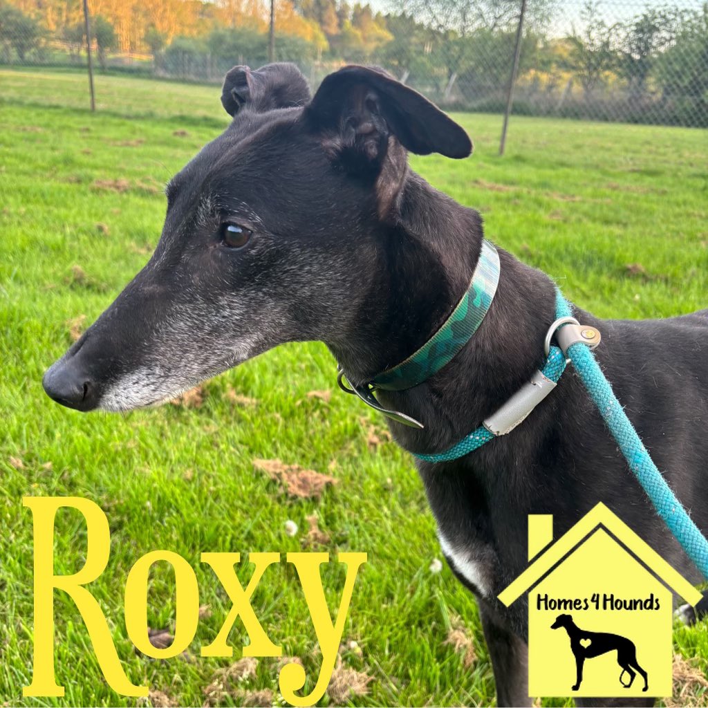 Lovely 5yo Roxy is another beautiful natured girl. Only thing that gets her going is pesky rabbits and squirrels. Fine with all other dogs and is very affectionate around humans.