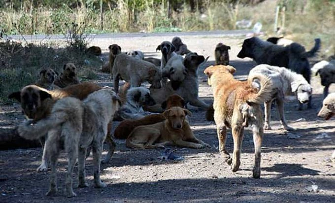zekibahce's tweet photo. Tarafını seç 

İt mi ?  .......  İnsan mı ?

Sokak köpekleri toplatılsın