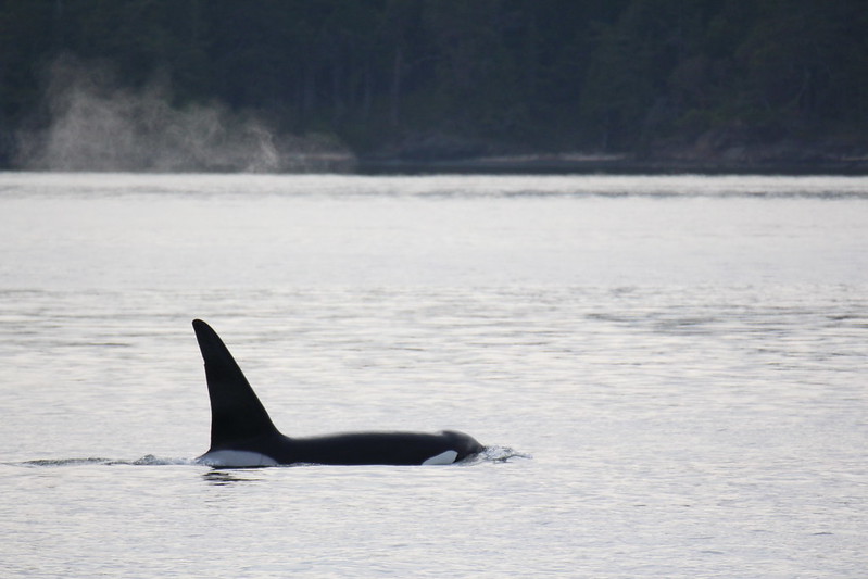 On route to Spieden island we found aof Brandt's and Pelagic Cormorants. We then set sail to find some Killer Whales and we encountered a group, we believe belonging to the T123's🌊☀️🐳

📸: Bella Birch-Hurst 

@victoriavisitor @tvictweets
#explorebc #explorevictoria