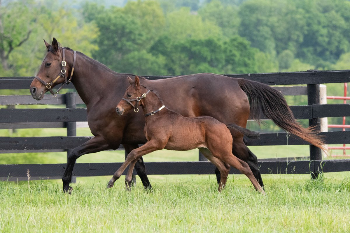 TaylorMadeSales's tweet image. Headed towards the weekend like... 🤩🐎 A filly out of BY THE MOON by GUN RUNNER (@Three_Chimneys) #TaylorMadeFarm #FoalFriday #Foal