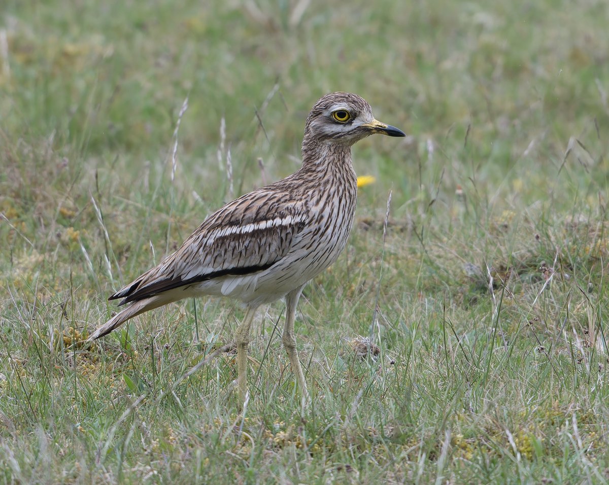 A few days around Thetford last week produced the usual area specials within the unique habitats and lucky enough to have a fairly close Stone Curlew at Weeting Heath. @DEBALMER