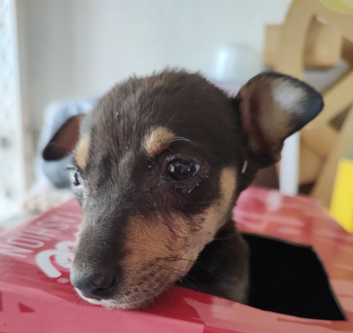 Me encontré 🐕en un basurero, y me adoptó, ya fue al vet y de como estaba ya mejoro un poquito. Hoy me ladro en la mañana, creo que esa, es buena señal. Se llama Luz Estrella de la Mañana 😁🐕🩷