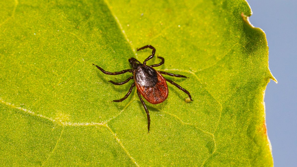 🕷️ Tick season is here in Ontario! Stay safe this spring and summer. Protect yourself &amp; your pets from tick bites and Lyme disease. Learn how to identify, remove and prevent ticks with these helpful resources 👉 ofa.on.ca/resources/tick…