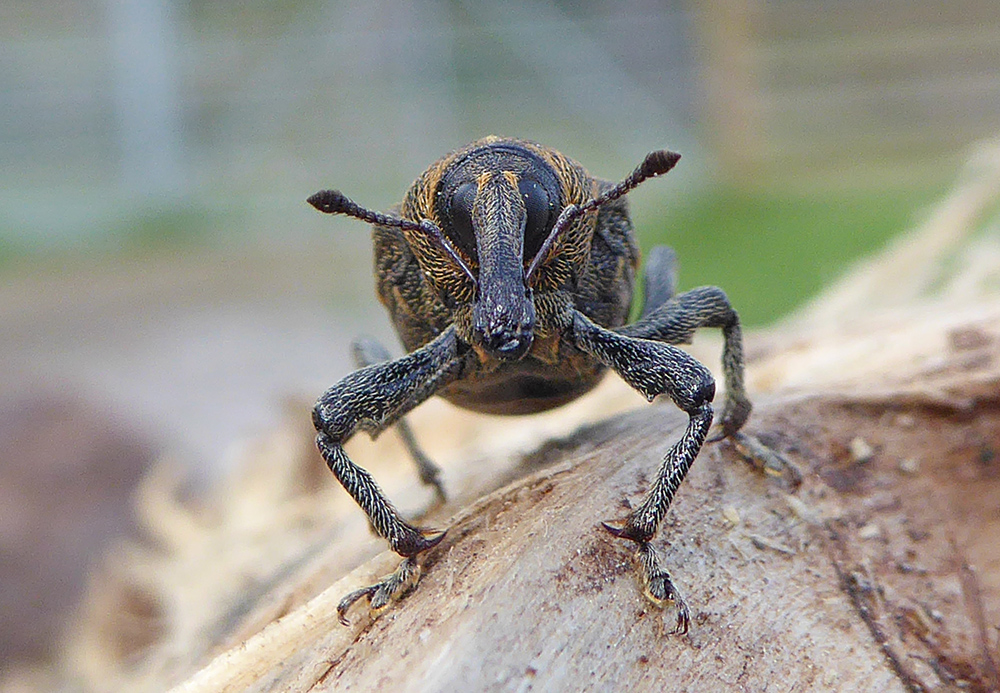 An obliging weevil this afternoon. Weirdly elephant-like in profile.