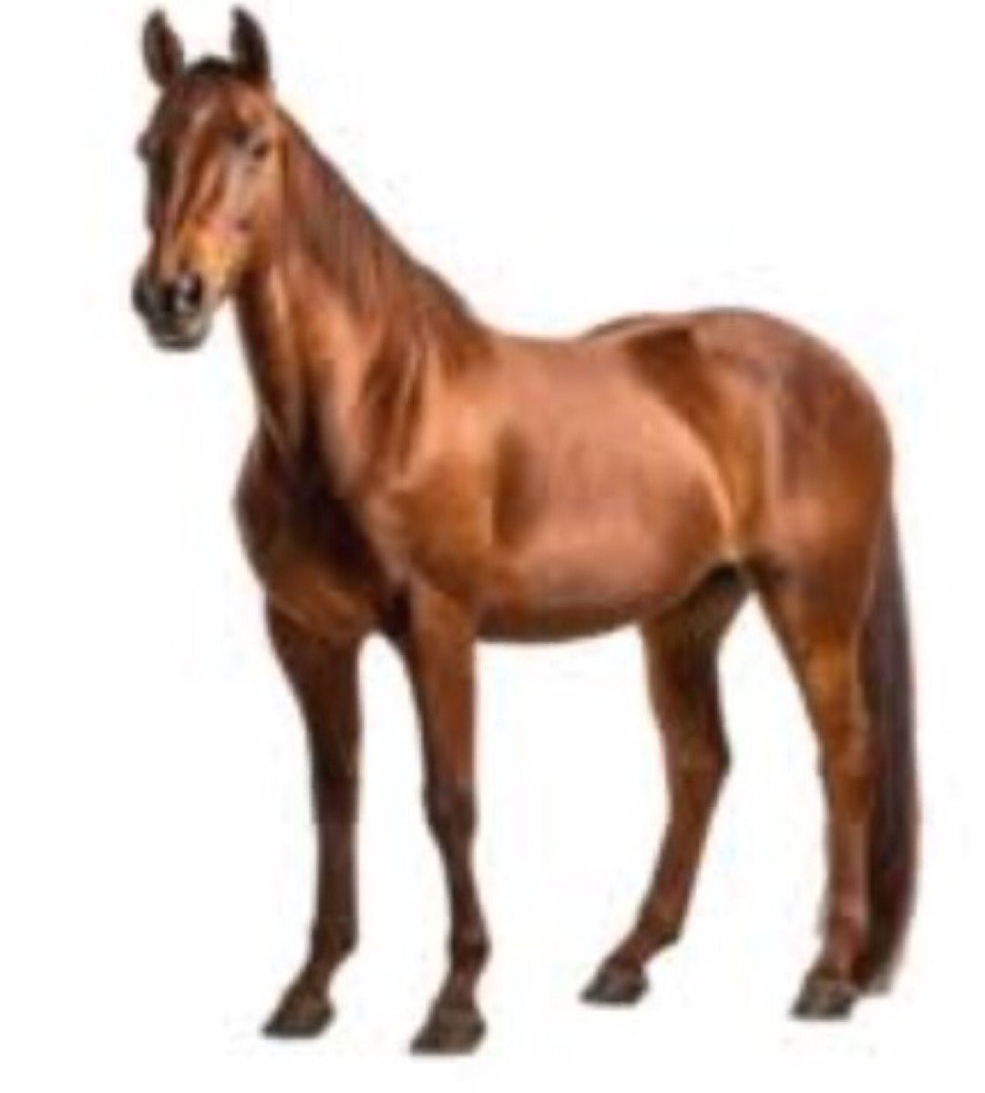 reacthorse's tweet photo. Horse ominous image white background very intense. https://t.co/tyyxIy6MoG