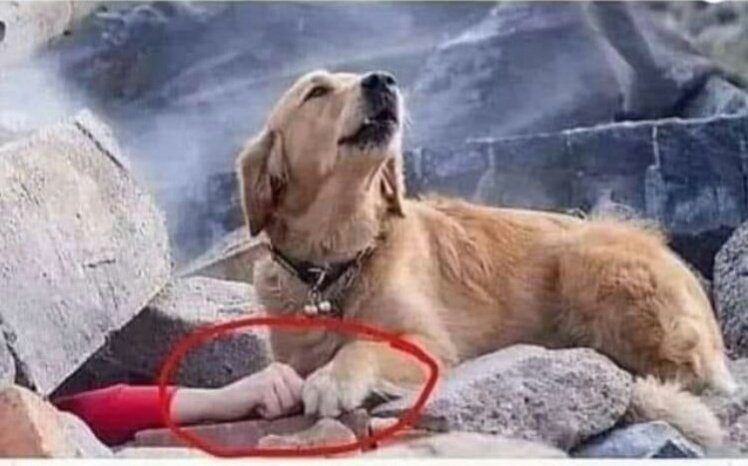 #Candost'larımız #Uyutulsun Diye Bas Bas Bağıran Kim Varsa Bir Köpeğin Yardımına Muhtaç Olur İnşallah 🤲
#SokaktayımYanındayım 
#SokakHayvanlarıYalnızDeğildir 
#OnlardaSizlerGibiBirerÜmmettir