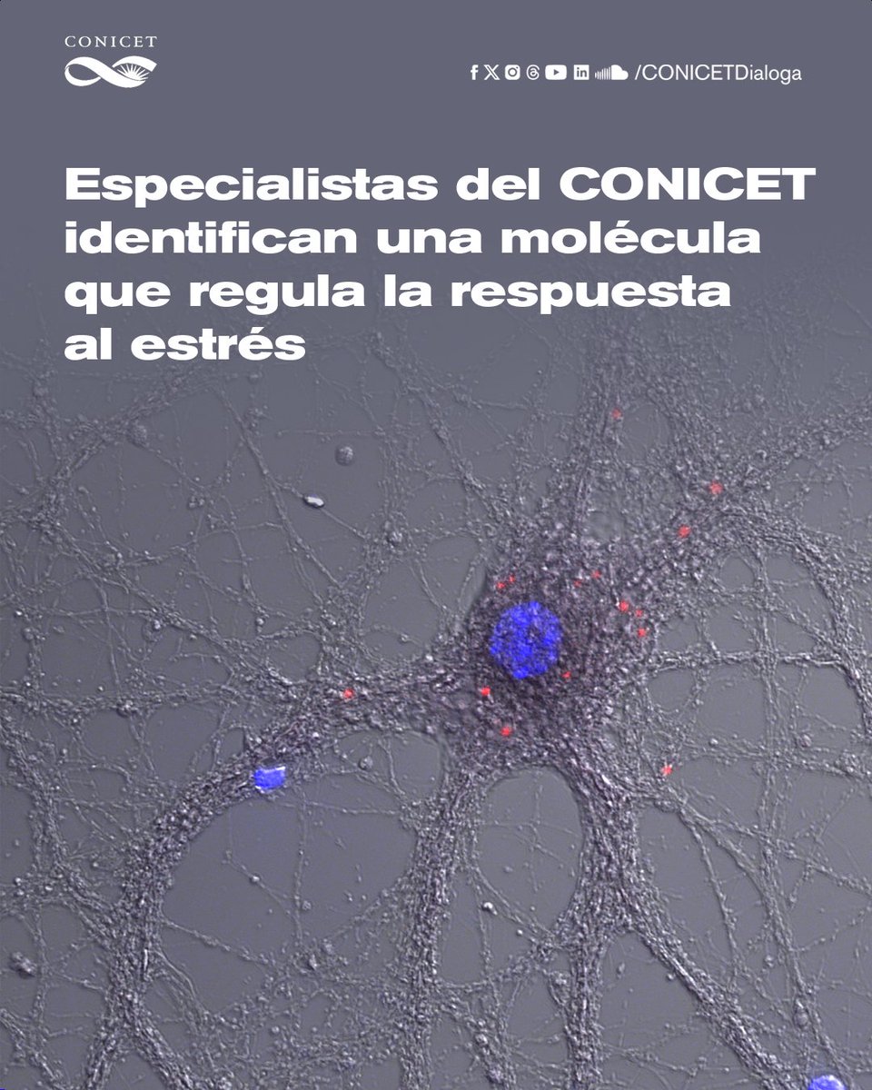 🔬Especialistas del CONICET identifican una molécula que regula la respuesta al estrés. El avance abre camino hacia un posible uso de nuevas terapias para el tratamiento de trastornos psiquiátricos cuyos mecanismos moleculares aún se desconocen.

✍️Nota bit.ly/moléculaestrés