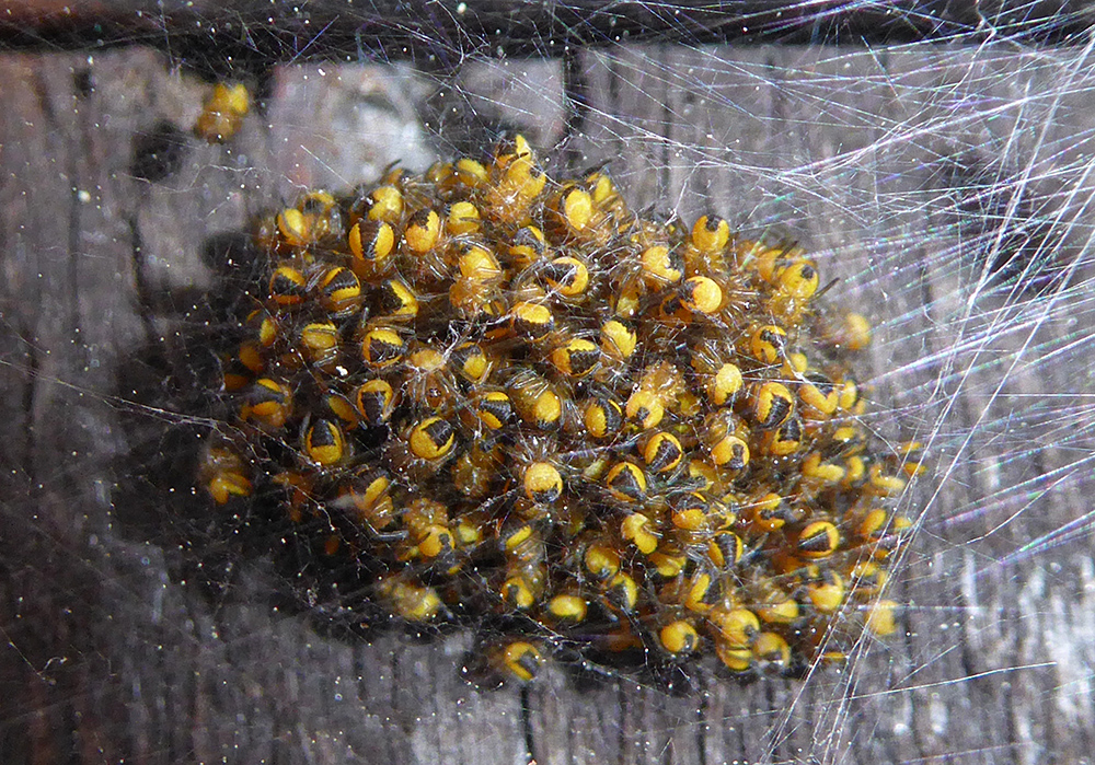 Found this cluster of tiny garden spiderlings on the shed door today 🙂
