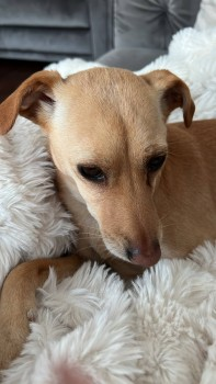 🆘23 MAY 2024 #Lost MINNOW #ScanMe Sandy Colour Cross Breed Female Minnow is only mid calf height. She appears like a puppy but is over 2 years old. She has a scar down her tummy as she’s had pups. Brook Farm Open Space, Allum Way #London #N20 doglost.co.uk/dog-blog.php?d…