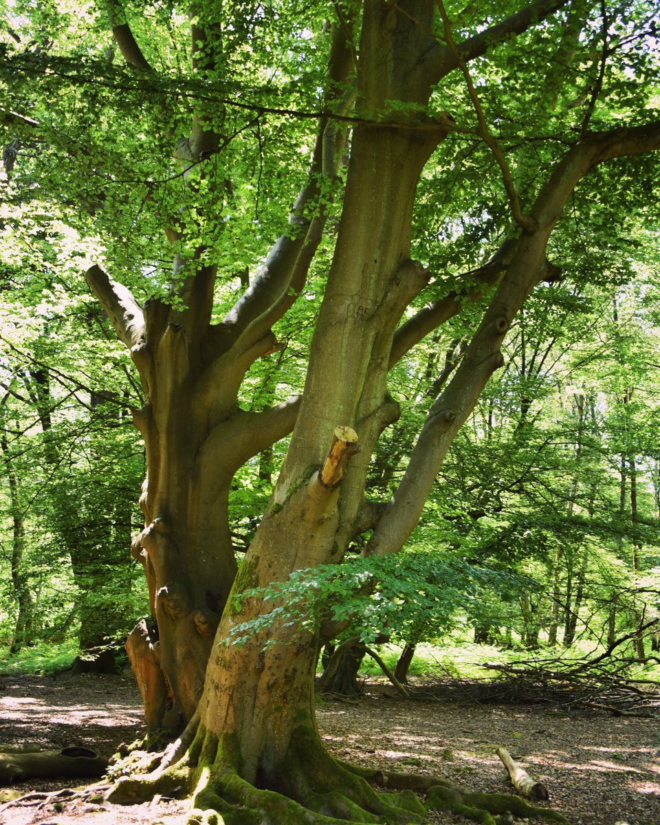 Wishing everybody a happy #BankHoliday weekend! If you are planning to visit #EppingForest, take a look at our website cityoflondon.gov.uk/eppingforest for information about our waymarked trails or places you can visit in this unique ancient woodland 💚🌳