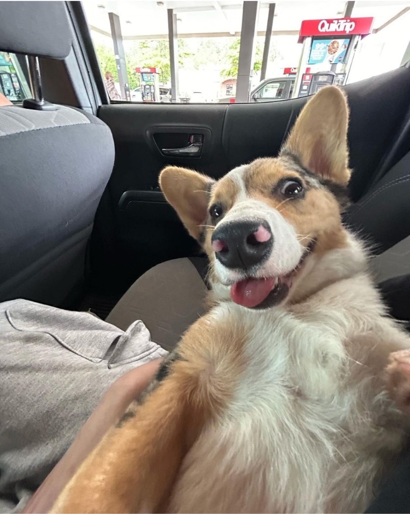 atlantapetlife's tweet photo. Nothing beats a smiling dog on a great Friday in Atlanta! ๐ Wishing everyone all the tail wags, belly rubs, and treats they can handle!
Have an amazing weekend, furriends! ๐พโค๏ธ
๐ถMarley
#FridayFeels #HappyPup #ATLpets #AtlantaPetLife #WeekendVibes #FurryFun https://t.co/sBa53TyCrq