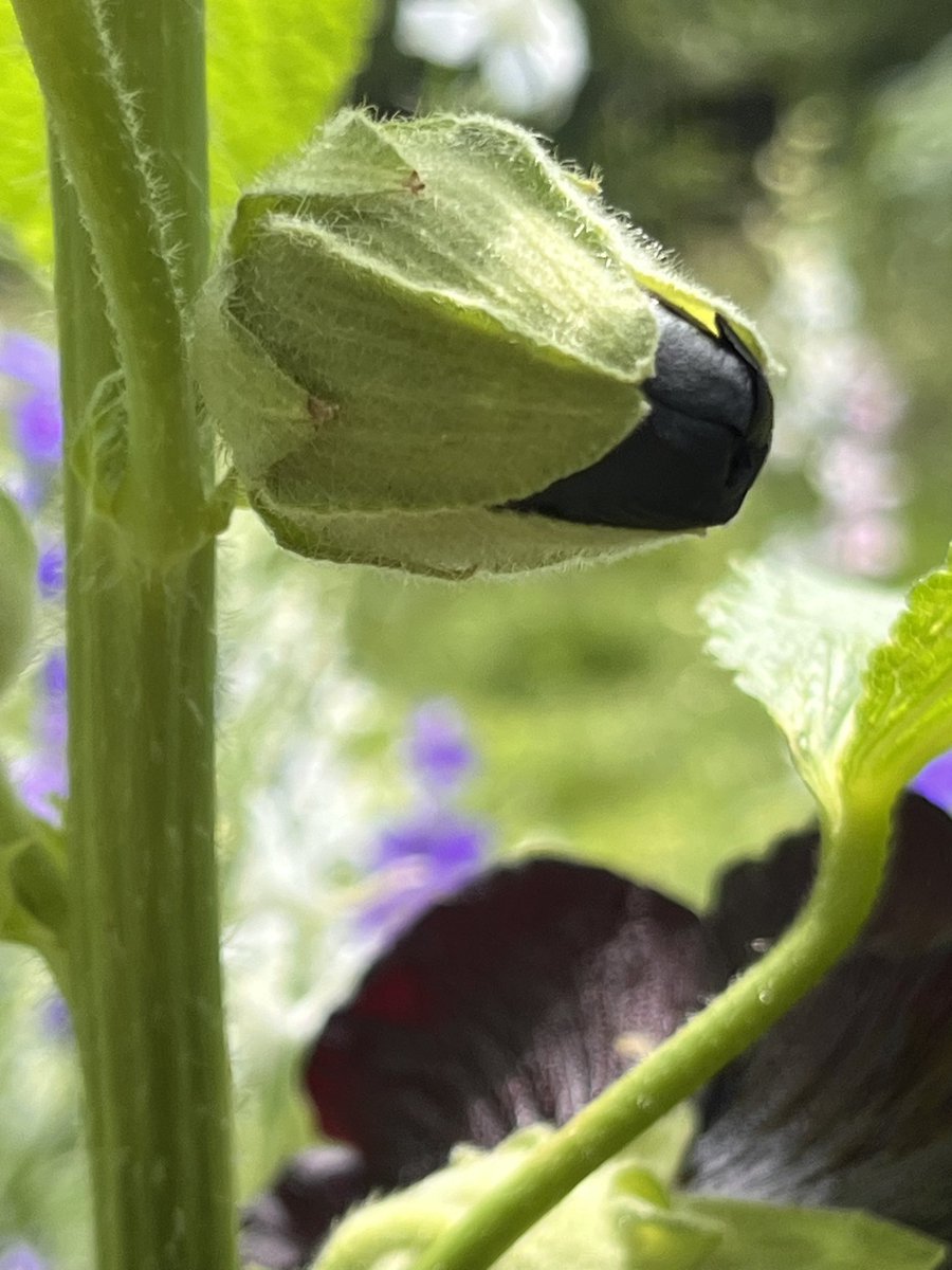 Happppy Friday🥸yall have a fantastic day try not to melt in this humidity started sweating instantly and it feels like Houston the air is so thick- the Hollyhocks love it though🖤so for them I will bare it…