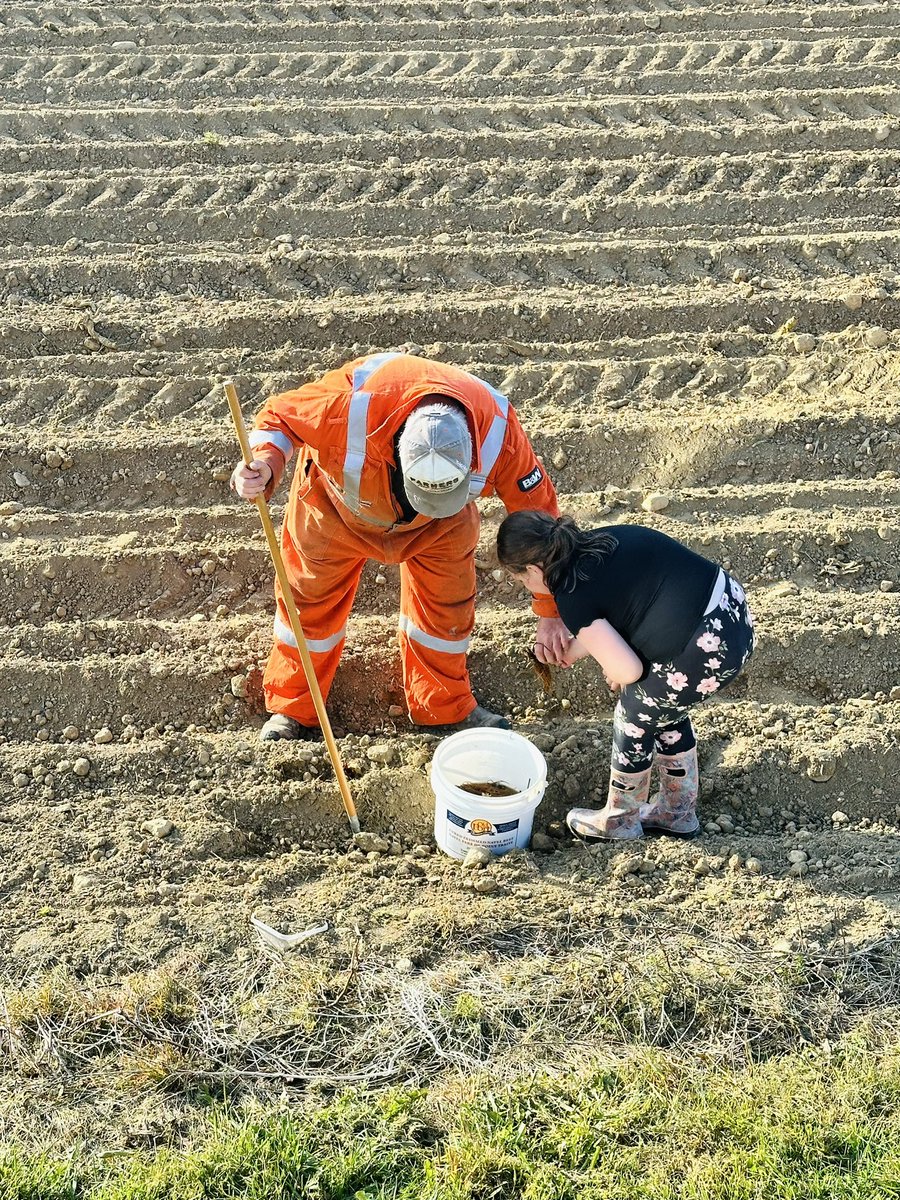 Abigail planting her first drill of Strawberries with her poppy today 🍓🍓
#futurefarmer
<a href="/AITCNL/">Agriculture in the Classroom NL</a> <a href="/StEdwardsSchool/">St.Edward'sSchool 🇺🇦</a>